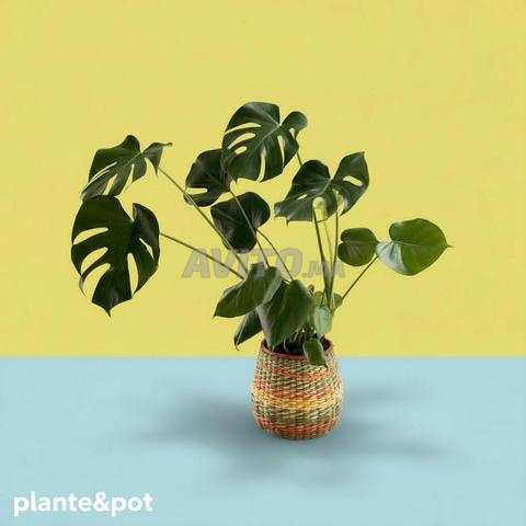 نبتة مع أصيص - 2