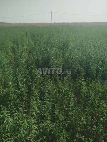 Hectare de sésame prêt à être récolté - 2
