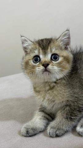 Mâle British Shorthair Golden tabby - 2