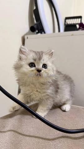 Mâle British Longhair silver shaded - 2