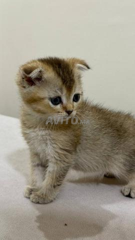 Mâle Scottish Fold Golden ny22 - 2