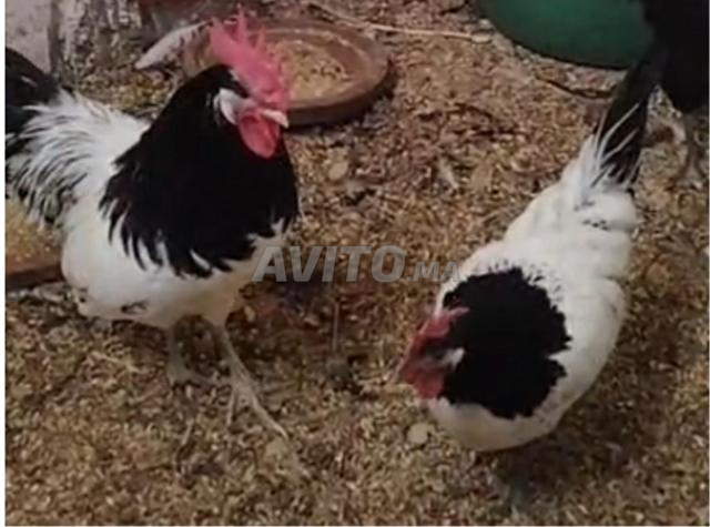 Couple royal, la poule commence à pondre - 2