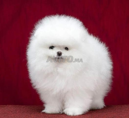 Chiot Pomeranian pedigree - 2
