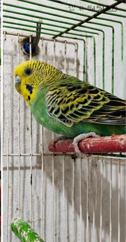بروش نوع جديد تربية منزلية - 2