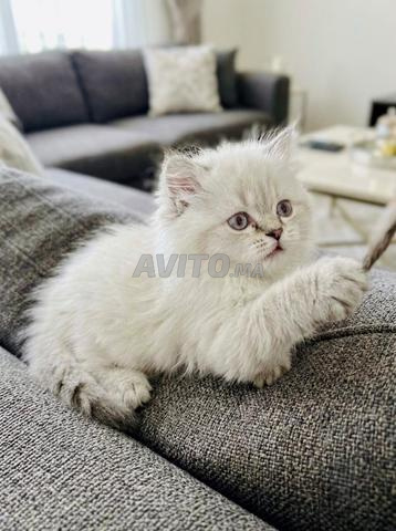 Des chatons British & Scottish adorables - 2