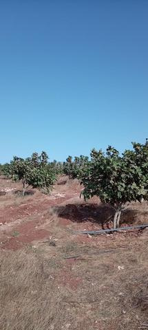 Terrain agricole à vendre, propriété enregistrée - 2
