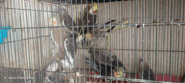 مجموعة من الطيور للبيع بالجملة والتقسيط - 2