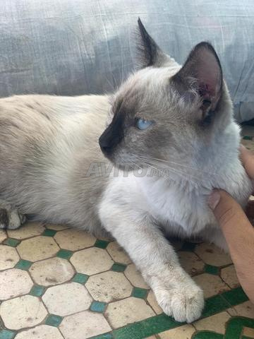 Chat siamois - 2