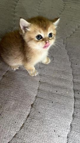 Chatons British Shorthair disponibles - 2