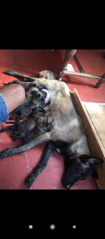 Super chiot Malinois charbonné - 2