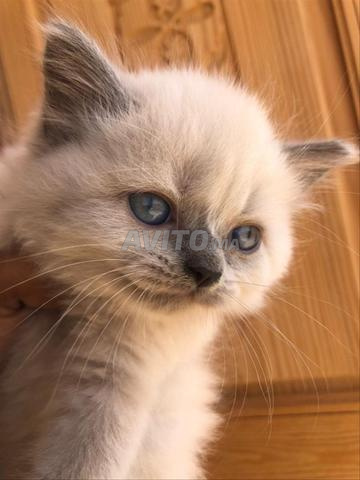 Siamois Ragdoll, Sacré de Birmanie - 2