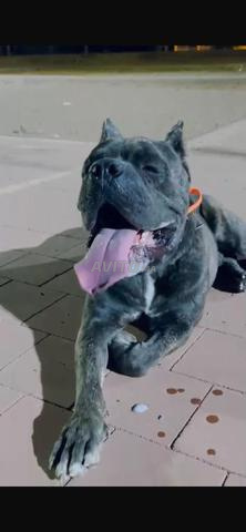 Mâle Cane Corso - 2