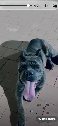 Mâle Cane Corso