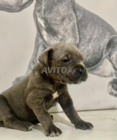 Femelle Cane Corso Bleu