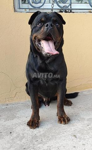 Rottweiler royal - 2