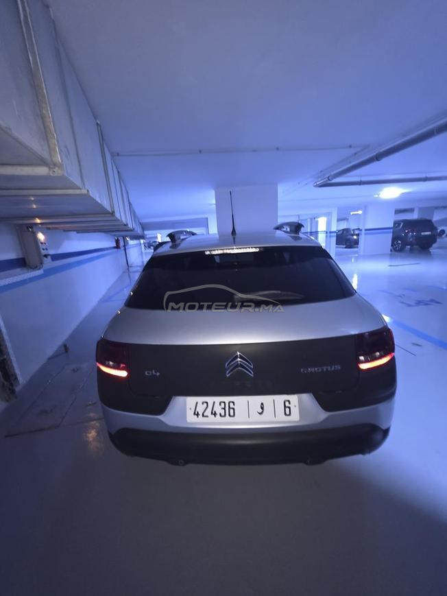 C4 cactus 