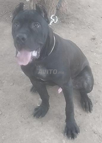 Mâle Cane Corso Gabari 1 an - 2