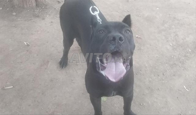 Mâle Cane Corso Gabari 1 an