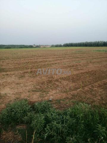 Terrain agricole vide actuellement à Injad Jihate Tasfia El Maa - 2