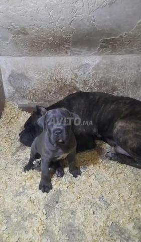 Chiots Cane Corso pure race - 2