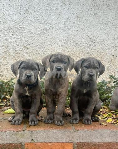 Chiots Cane Corso pure race