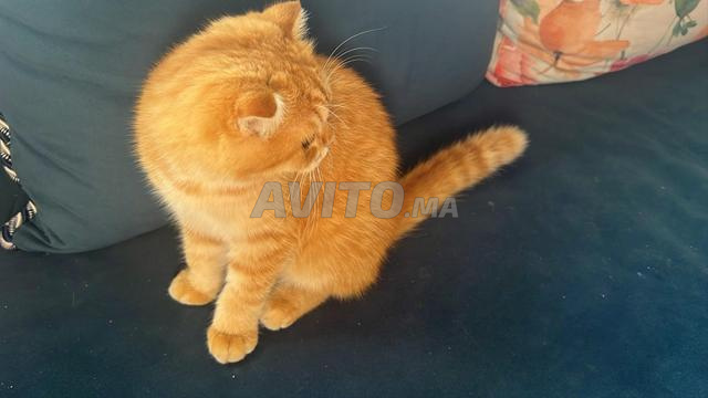 Magnifique chaton Scottish Fold - 2