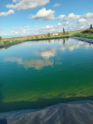 Ferme 8 Hectares titrée à vendre Tiflet - 2