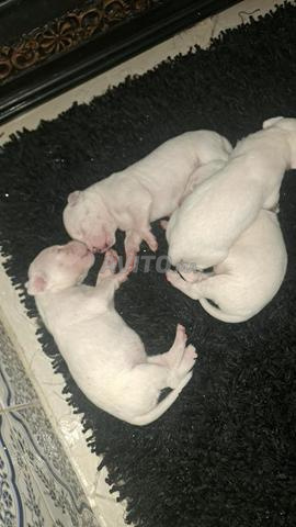 Chiot Dogue Argentin - 2