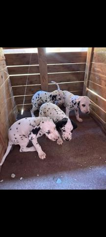 chiot dalmatien - 2