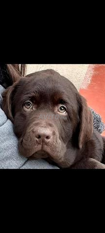 Chiot Labrador chocolat à vendre - 2