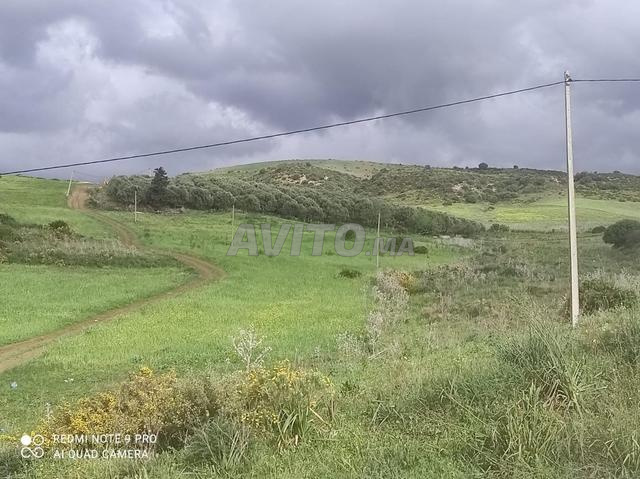 Mercredi Ayacha - 2
