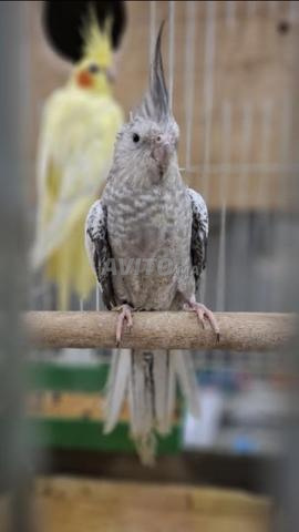 Oiseaux Cockatiel mâle et femelle avec cage - 2