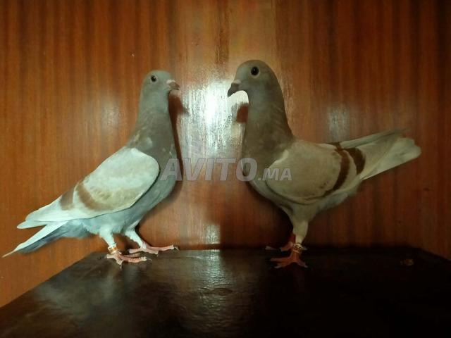 حمام بصحة جيدة - 2