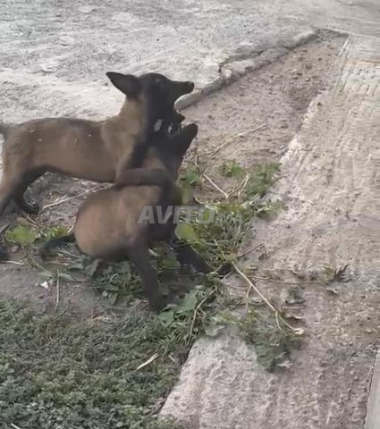 مالينوا فحم سلالة نقية - 2