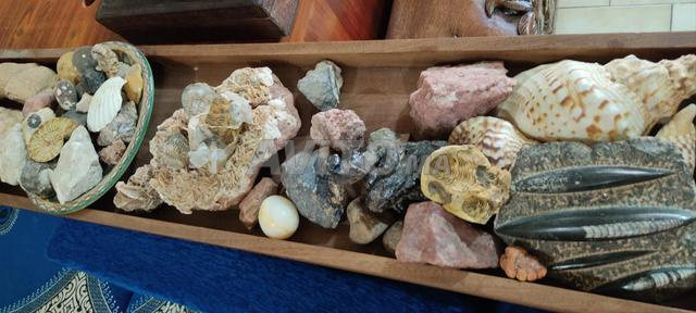fossiles à vendre - 2