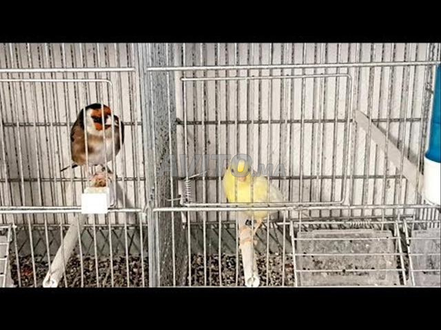 زوج كناري أنثى عمرها 5 سنوات