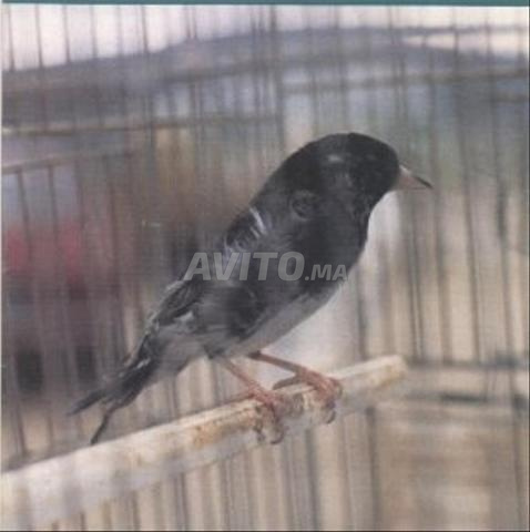 ميسترو أسود ويداني عمره 6 أشهر