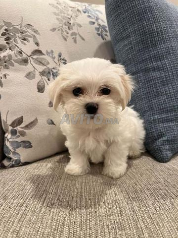 CHIOT MALTAIS TOY - 2