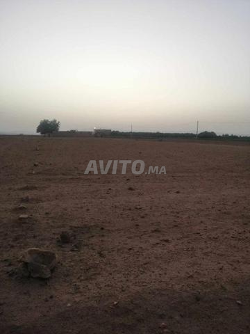 أنجاد مور مرجان - 2