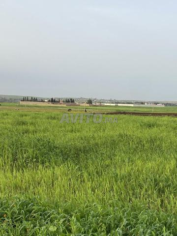 أرض فلاحية محفظة بثمن مناسب - 2