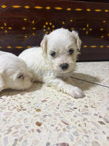 🐶 Bichon maltais nain. Bichon havanais - 2