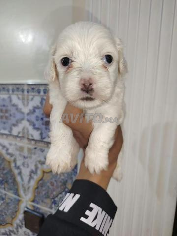 Bichon havanais - 2