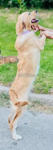 Chienne golden retriever dressée en chaleur - 2