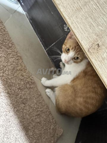 Chat européen à donner - 2