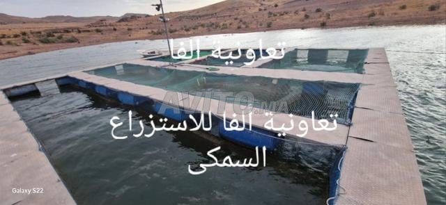 سمك البلطي النيلي - 2