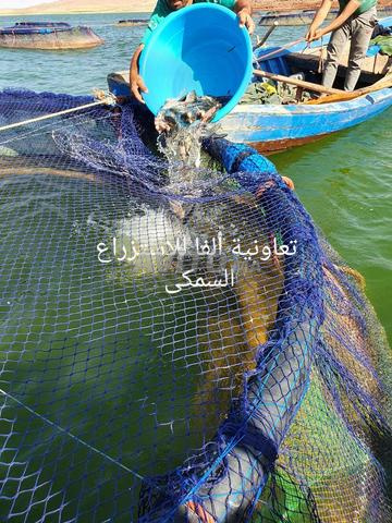 سمك البلطي النيلي