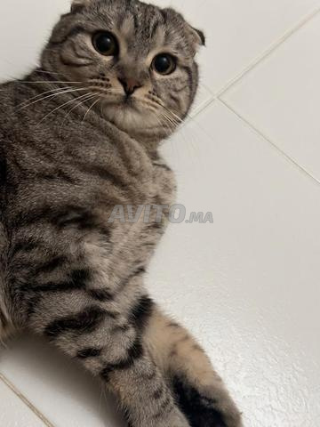 مرافقة قطة سكوتش - 2