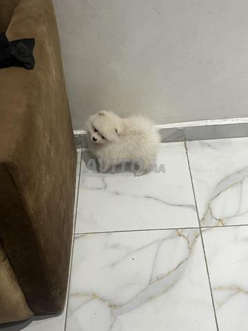 جرو صغير من فصيلة سبيتز قزم للبيع - 2