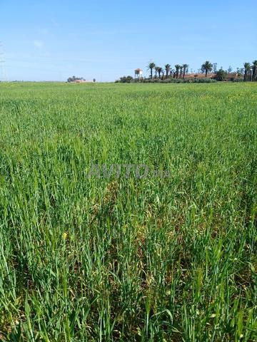 Terrain et ferme de 54 hectares enregistrés à vendre - 50 millions