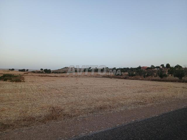 Un terrain dans la région d'Essaouira - 2